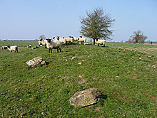 <b>Lechmore Long Barrow</b>Posted by thesweetcheat