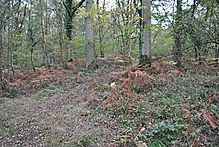 <b>Bridles Copse</b>Posted by ginger tt