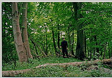 <b>Botley Copse</b>Posted by GLADMAN