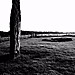 <b>Drumtroddan Standing Stones</b>Posted by spencer