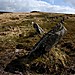 <b>Hart Tor</b>Posted by GLADMAN