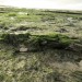 <b>Hightown submerged forest</b>Posted by thelonious