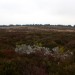<b>Withycombe Common</b>Posted by thelonious