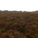 <b>Withycombe Common</b>Posted by thelonious