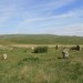 <b>Ringmoor Cairn Circle and Stone Row</b>Posted by postman