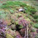 <b>Moss of Feabuie</b>Posted by drewbhoy