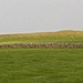 <b>Arbor Low</b>Posted by Jane