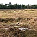 <b>Great Ayton Moor Chambered Cairn</b>Posted by fitzcoraldo