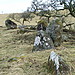 <b>Girdle Stanes & Loupin Stanes</b>Posted by postman