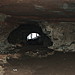 <b>Dropping Stone Cave</b>Posted by postman