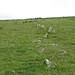 <b>Stall Moor Stone Row</b>Posted by Meic