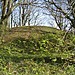<b>Culliford Tree Barrow</b>Posted by formicaant