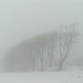 <b>Chanctonbury Ring</b>Posted by marky