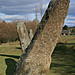 <b>Harold's Stones</b>Posted by postman