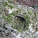 <b>Camporotondo's Double Holed Stone</b>Posted by Ligurian Tommy Leggy