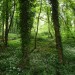 <b>Llanmelin Wood</b>Posted by thesweetcheat
