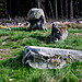 <b>Druids Seat Stone Circle</b>Posted by GLADMAN
