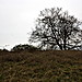 <b>Mutlow Hill</b>Posted by GLADMAN
