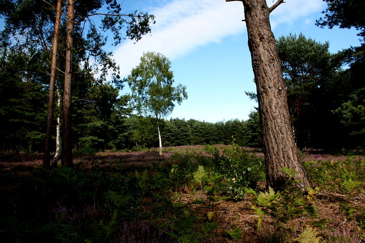 Horsell Common (Round Barrow(s)) by GLADMAN