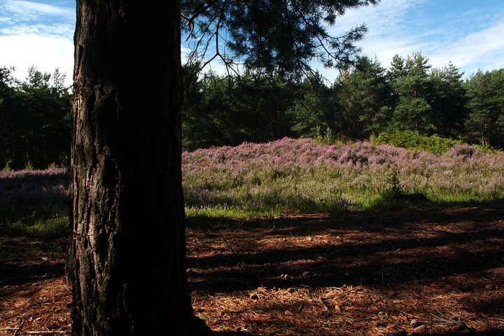 Horsell Common (Round Barrow(s)) by GLADMAN
