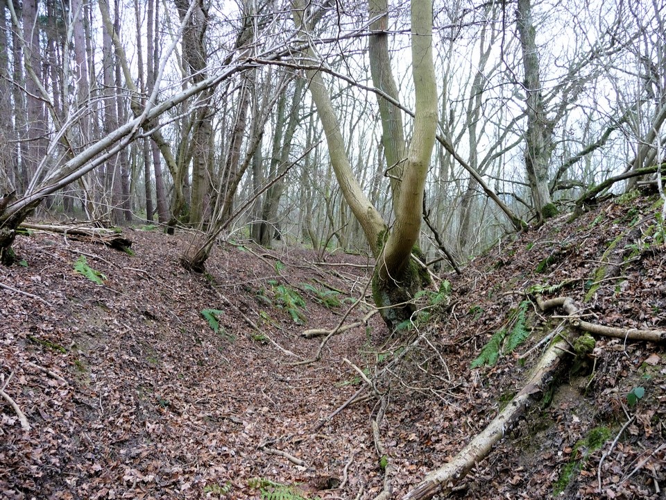 Hailes Wood Camp (Hillfort) by thesweetcheat