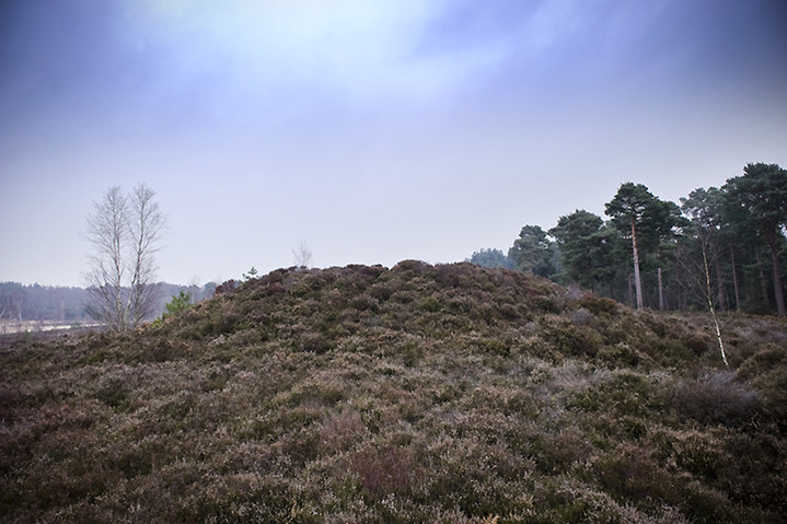 Iping Common (Barrow / Cairn Cemetery) by A R Cane