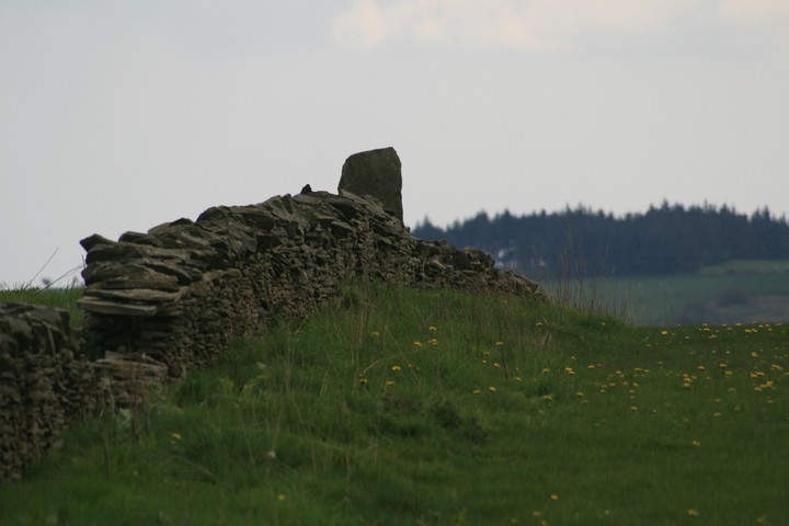 Llwynmawr (Round Barrow(s)) by postman