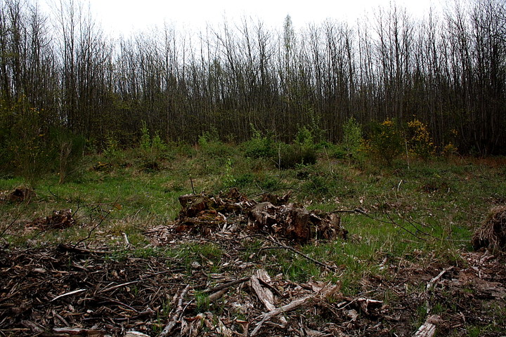 Eggringe Wood (Round Barrow(s)) by GLADMAN