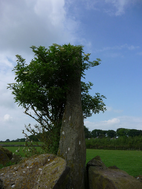 Tyddyn Bach Standing Stone (Standing Stone / Menhir) by thesweetcheat
