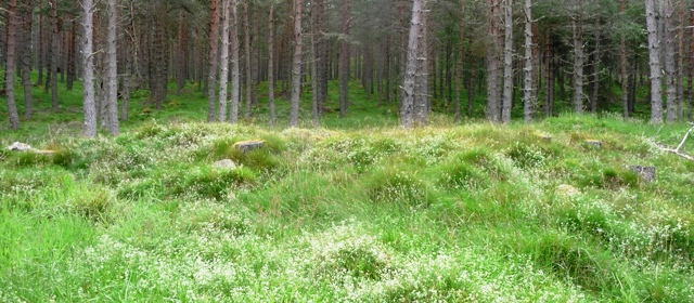 Deishar Wood (Cairn(s)) by drewbhoy