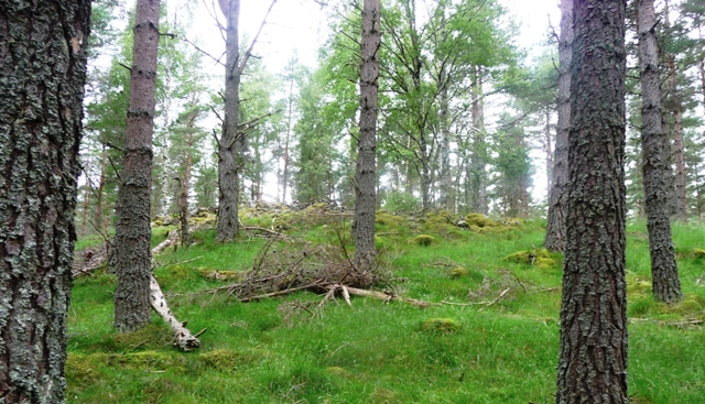 Deishar Wood (Chambered Cairn) by drewbhoy