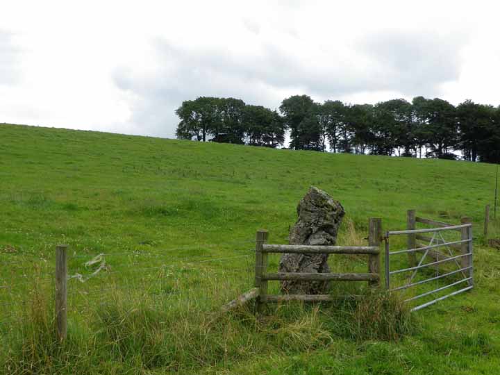 Eaton Dale Wood (Standing Stone / Menhir) by stubob
