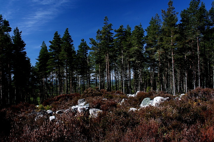 Scotsburn Wood East (Cairn(s)) by GLADMAN