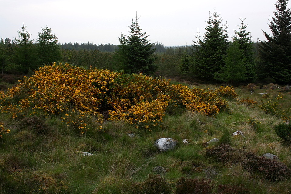 Wester Brae, Black Isle (Long Cairn) by GLADMAN