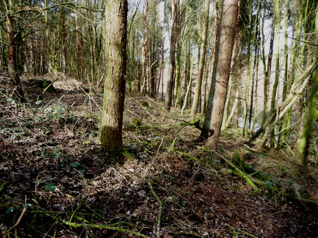 Camp Wood (Hillfort) by drewbhoy