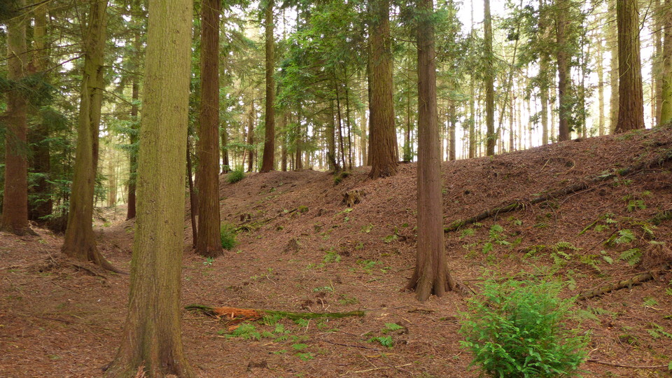 Nesscliffe Hill Camp (Hillfort) by thelonious
