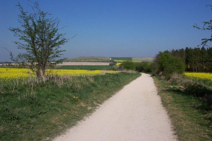 The Ridgeway (Ancient Trackway) by Jane