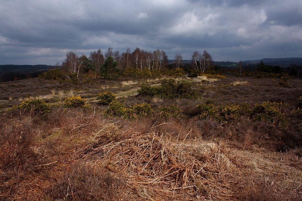 Iping Common (Barrow / Cairn Cemetery) by GLADMAN