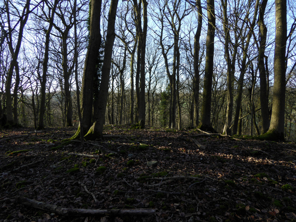 Pyon Wood Camp (Hillfort) by thesweetcheat