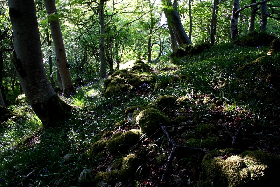 Tongue Wood (Chambered Cairn) by GLADMAN