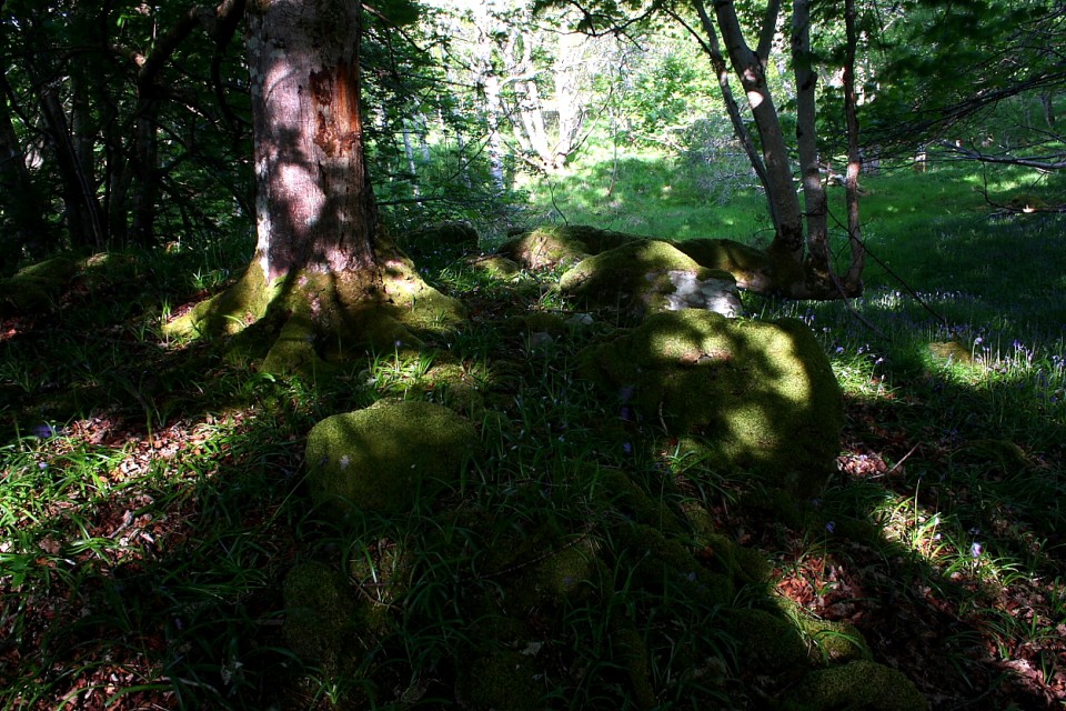 Tongue Wood (Chambered Cairn) by GLADMAN