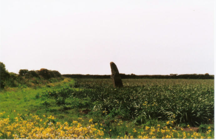 Trevorgans Menhir (Standing Stone / Menhir) by hamish