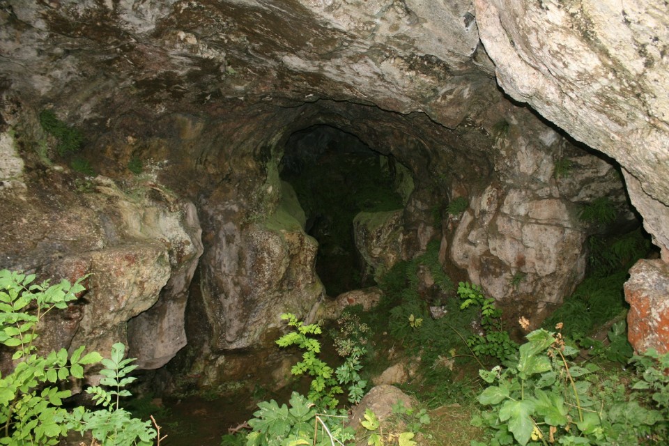 Image result for cave overgrown with split