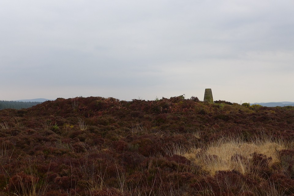 Withycombe Common (Round Barrow(s)) by thelonious