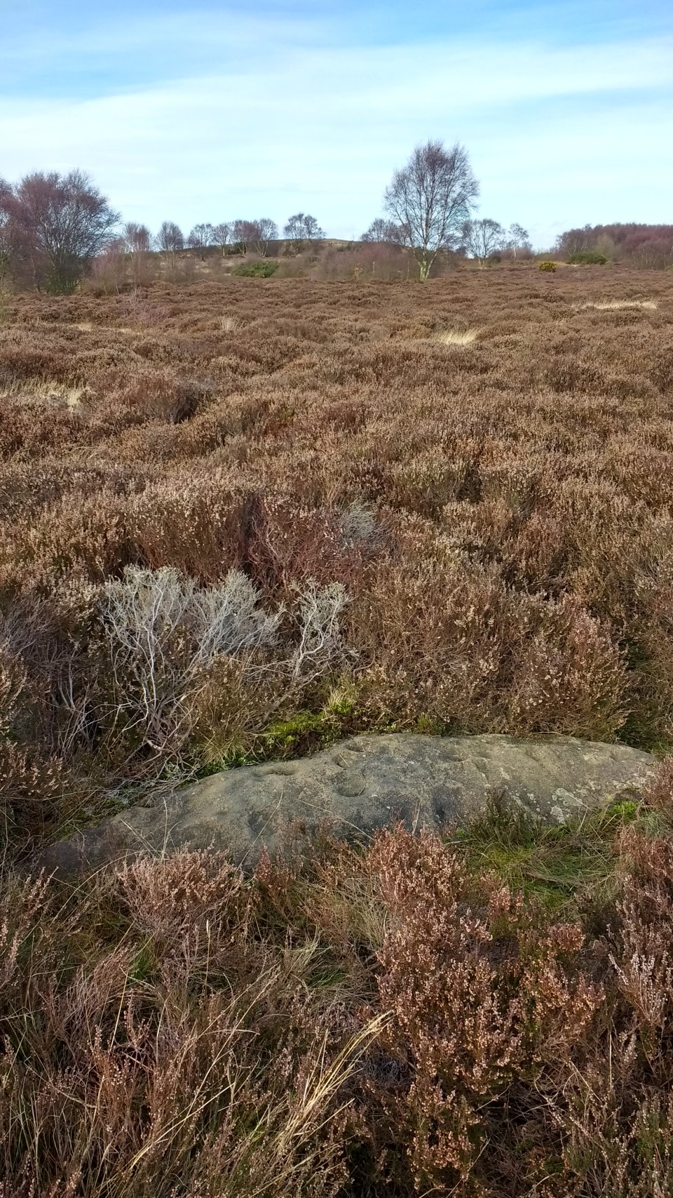 Eston Moor Carved Stone (Cup and Ring Marks / Rock Art) by spencer