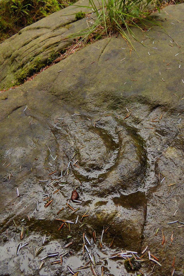 Stronach Wood (Cup and Ring Marks / Rock Art) by thesweetcheat