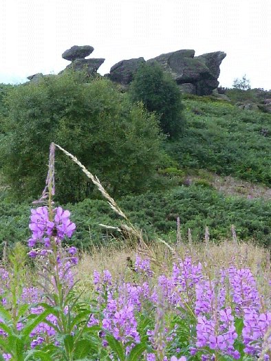 Brimham Rocks (Rocky Outcrop) by Jane