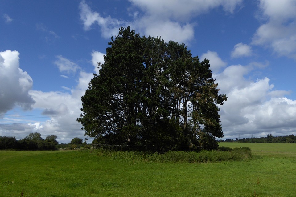 Woodmancote (Round Barrow(s)) by thesweetcheat