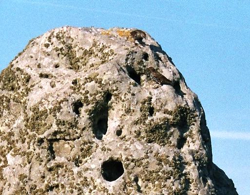 Stonehenge (Circle henge) by Moth