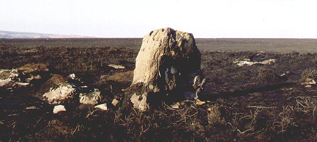 Brow Moor Standing stone (Standing Stone / Menhir) by fitzcoraldo